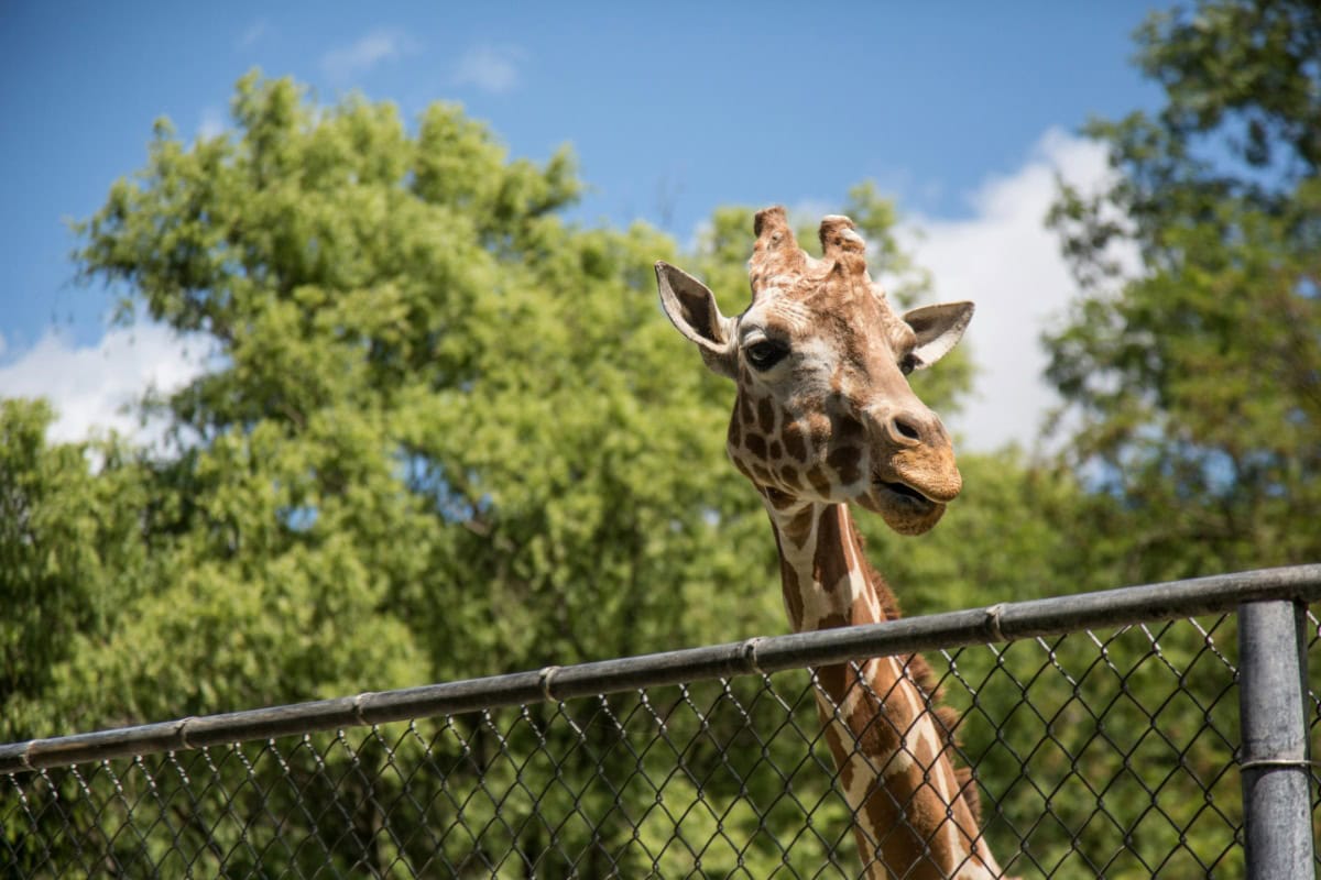 Giraffe head over the gate at a zoo