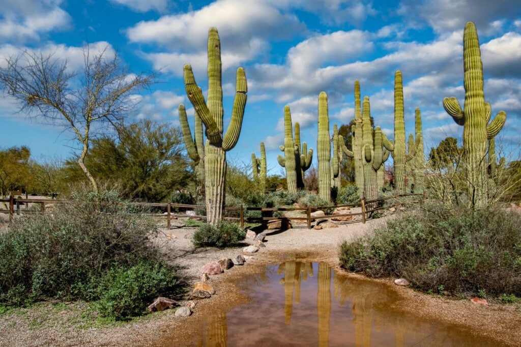 10 Fun Facts About Gilbert, AZ: How Well Do You Know Your City?