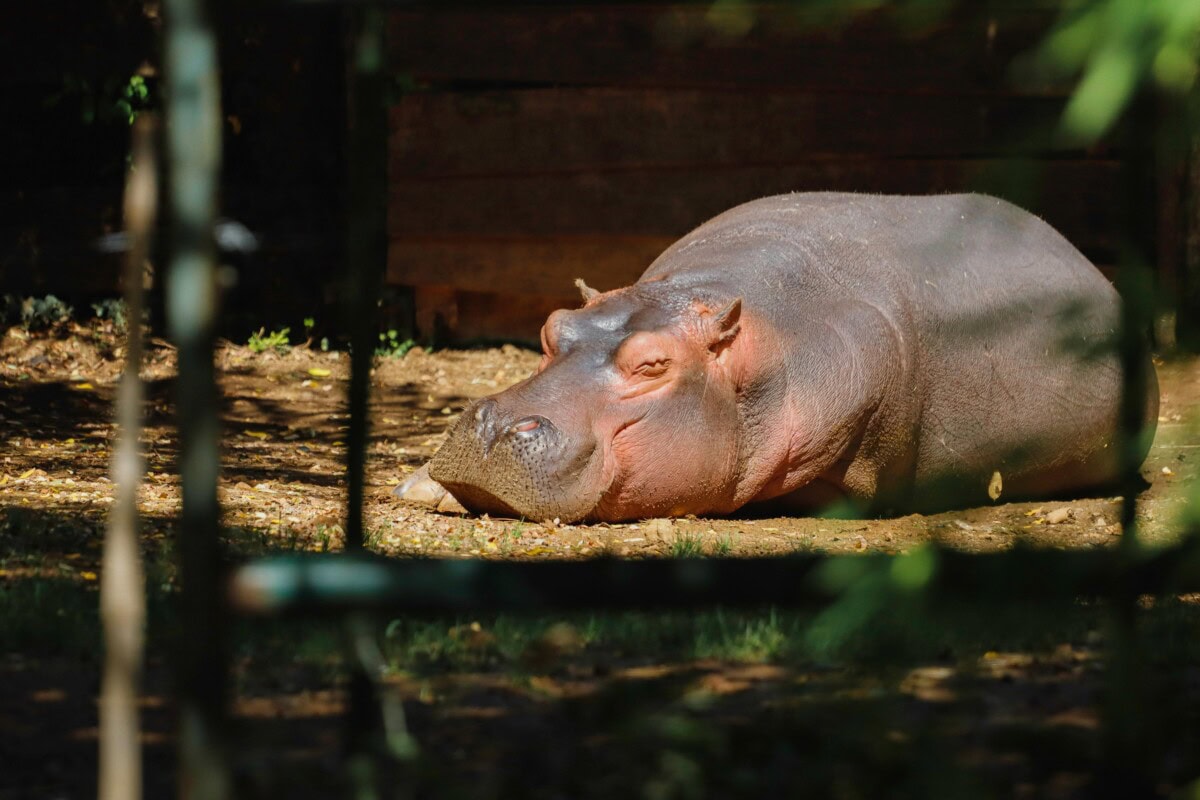 zoo hippo laying down