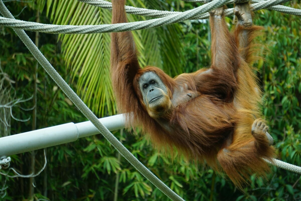 Brown primate hanging from a tree
