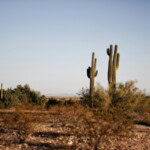 Texas desert and cactus plants