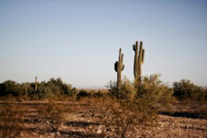 Texas desert and cactus plants