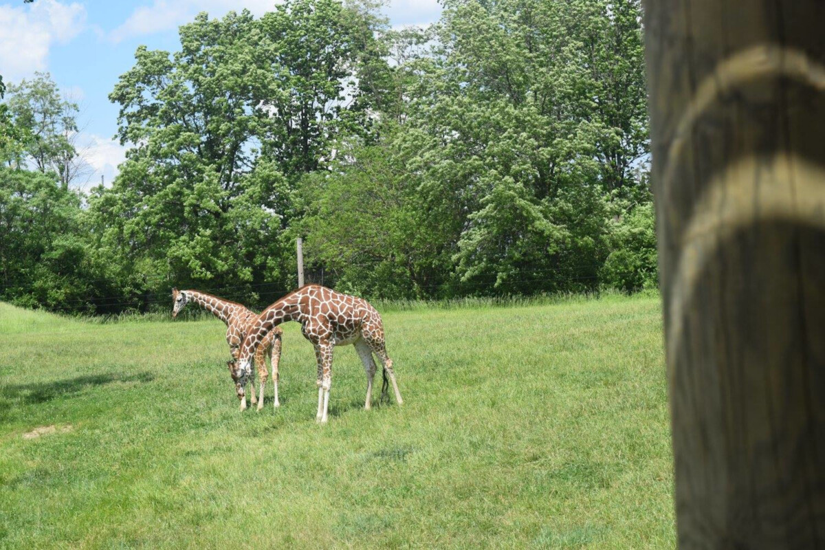 Fort Wayne Childrens Zoo