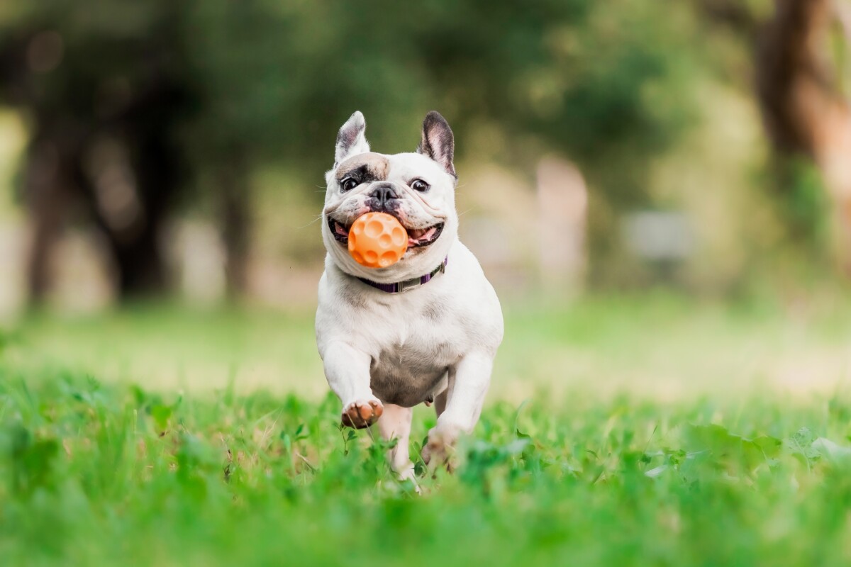 dog running with a ball in its mouth