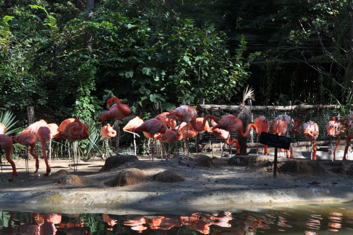 fort worth zoo flamingos