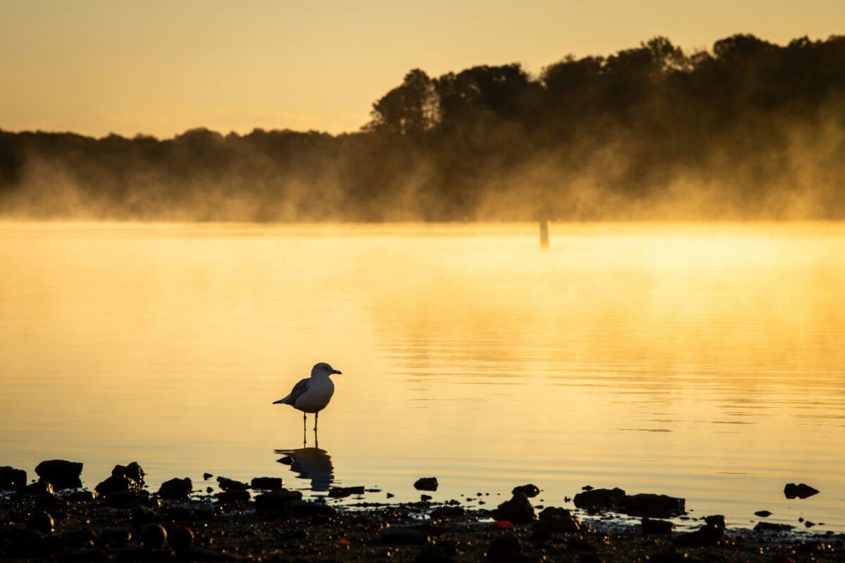 caesar creek lake at dawn with bird