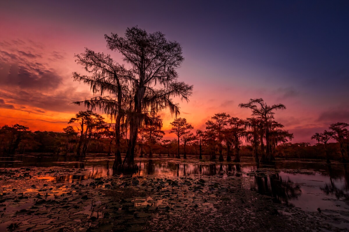 caddo lake in lousiana at night