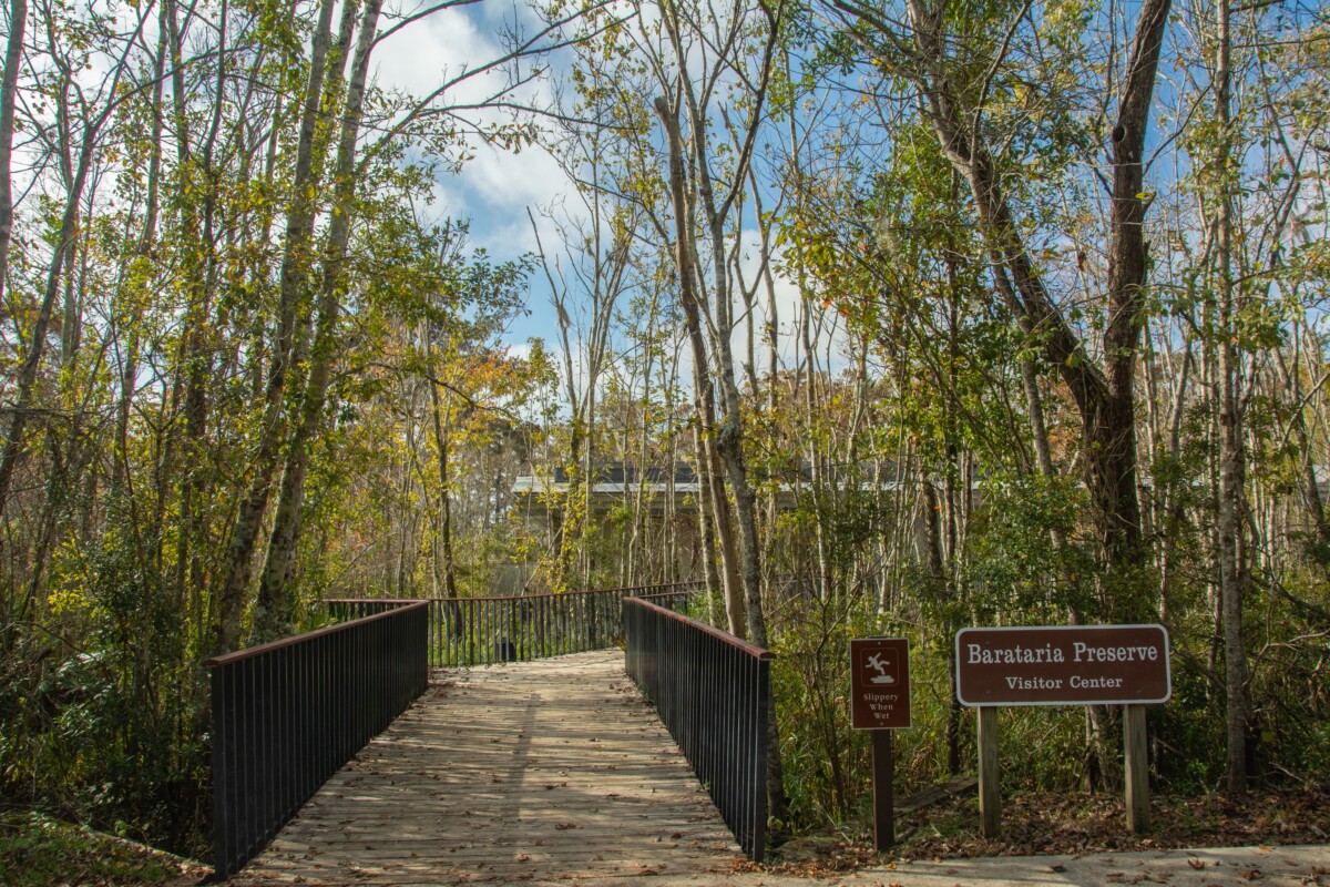 boardwalk through marsh louisiana swamps