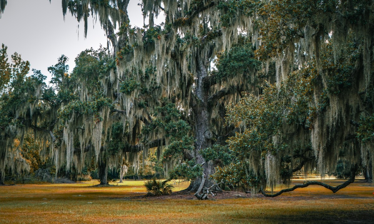 oak tree