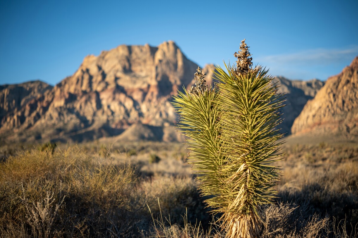 desert tree and mountains in nevada