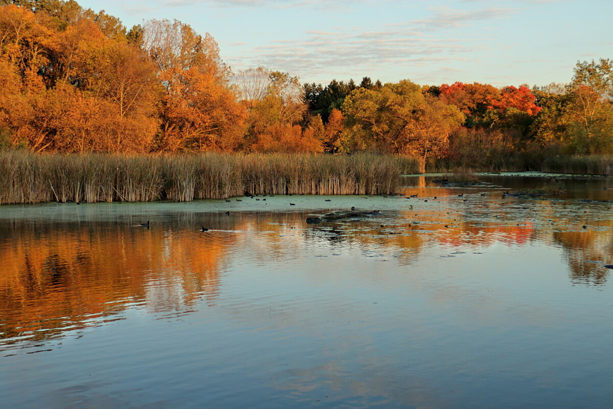 Plymouth MN