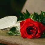 Rose laying on wood