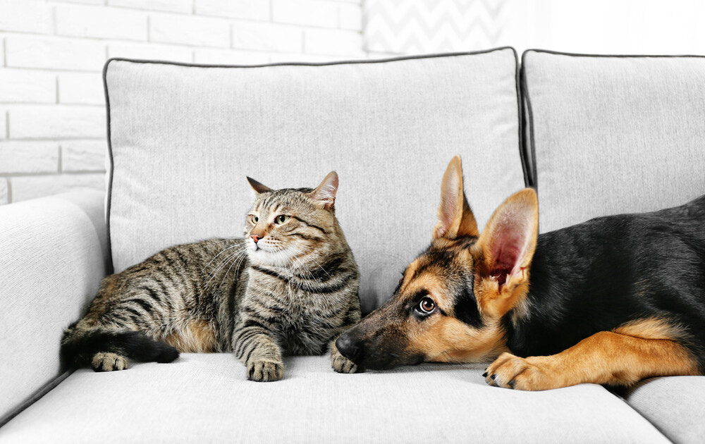 dog and cat laying on the couch together