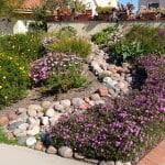 Pretty and colorful drought tolerant landscaping in Southern California