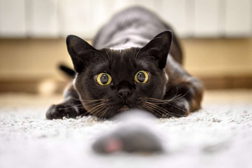 Playful house cat going after a mouse toy