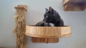 cat climbing diy wallscapes