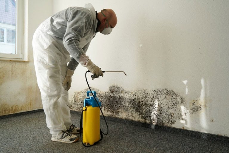 Buying a House with Mold: When to Push or Walk Away | Redfin