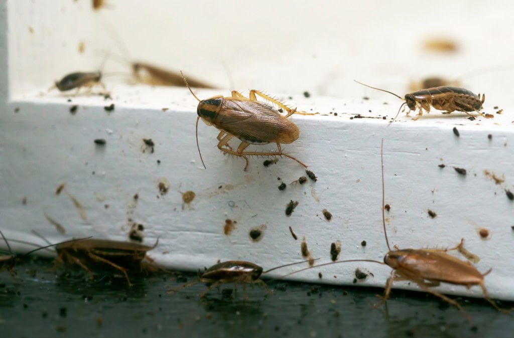 pest infestation