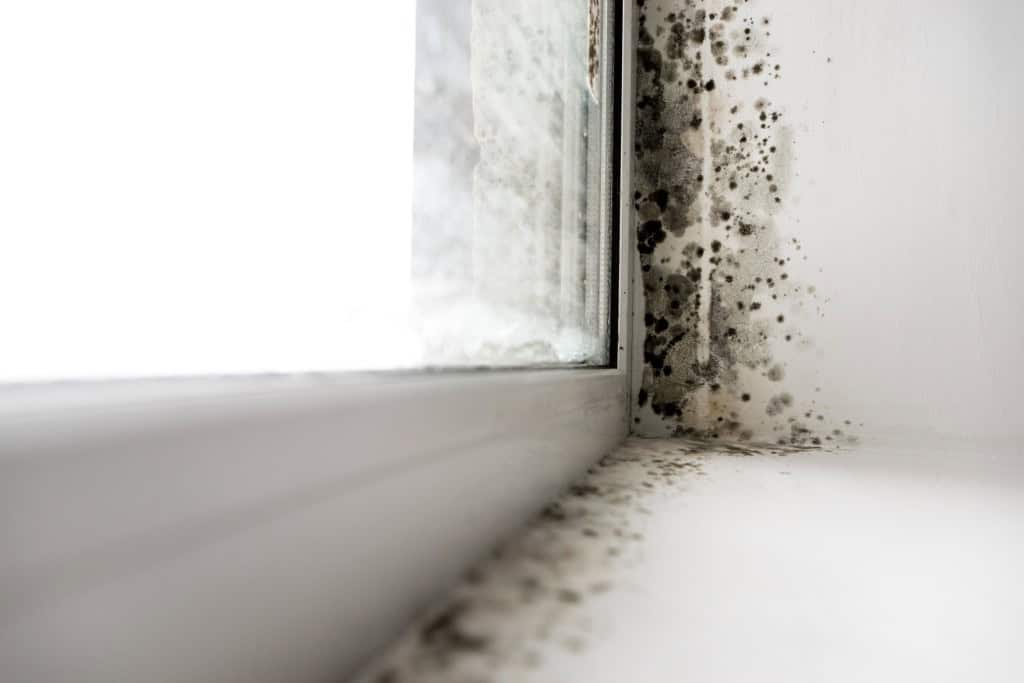where does mold grow in a house