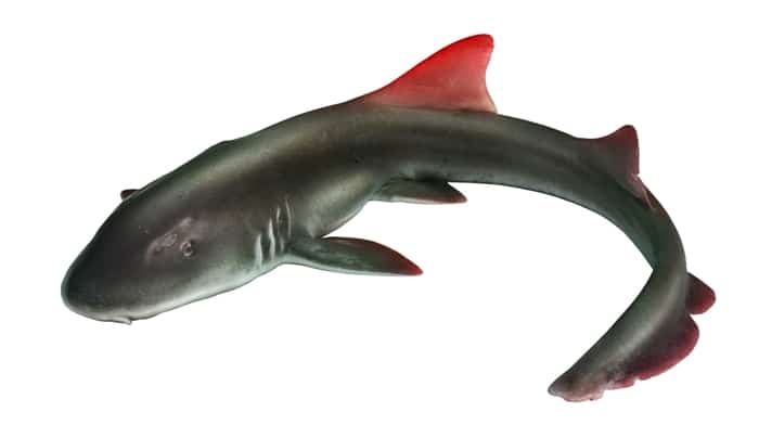 redfin_shark_small